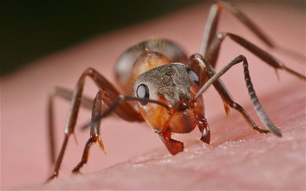 Woodland Ants Fire Acid to Ward off Birds (5 photos) 6