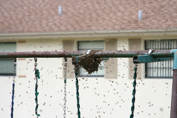 bees extermination 21