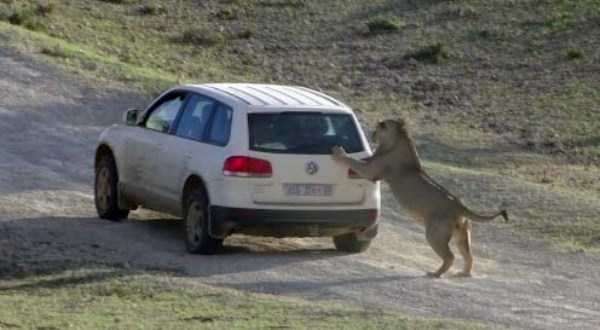 Animals vs Cars (37 photos)