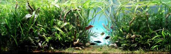 Aquariums With Amazing Underwater Decorations (123 photos)
