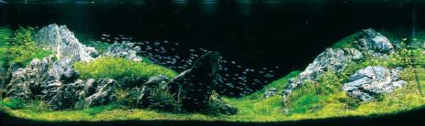 Aquariums With Amazing Underwater Decorations (123 photos)
