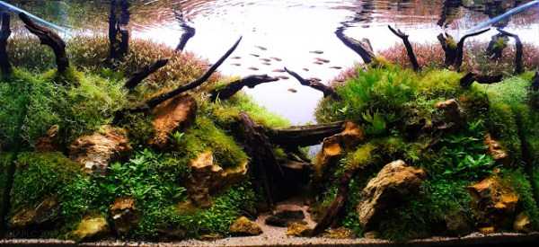 Aquariums With Amazing Underwater Decorations (123 photos)