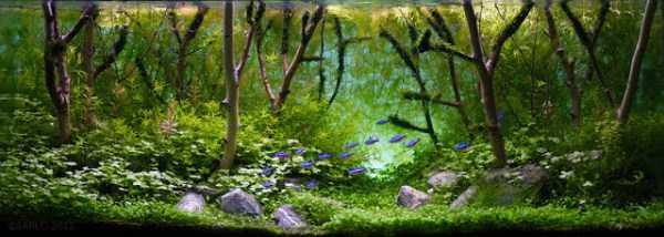 Aquariums With Amazing Underwater Decorations (123 photos)