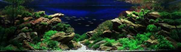 Aquariums With Amazing Underwater Decorations (123 photos)