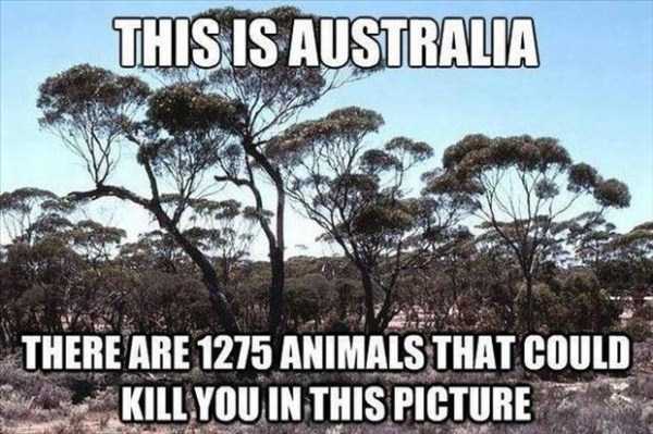 crazy things in australia 26