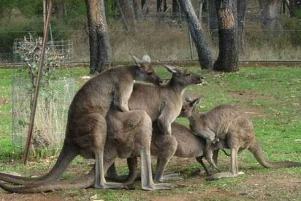 crazy things in australia 27