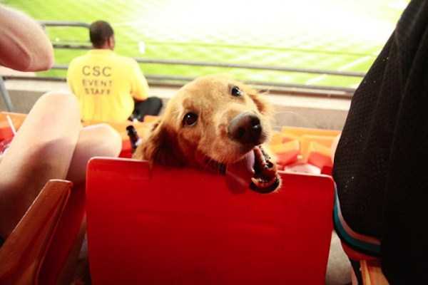 29 Good Reasons to Get a Dog (29 photos)