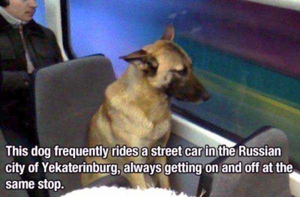 29 Good Reasons to Get a Dog (29 photos)