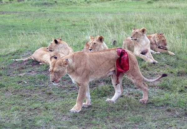 Rescuing a Badly Injured Lioness (9 photos)