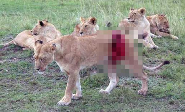 Rescuing a Badly Injured Lioness (9 photos)