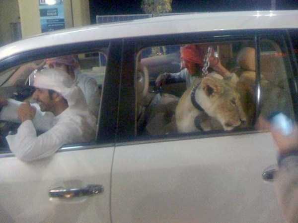 Only in Dubai 14