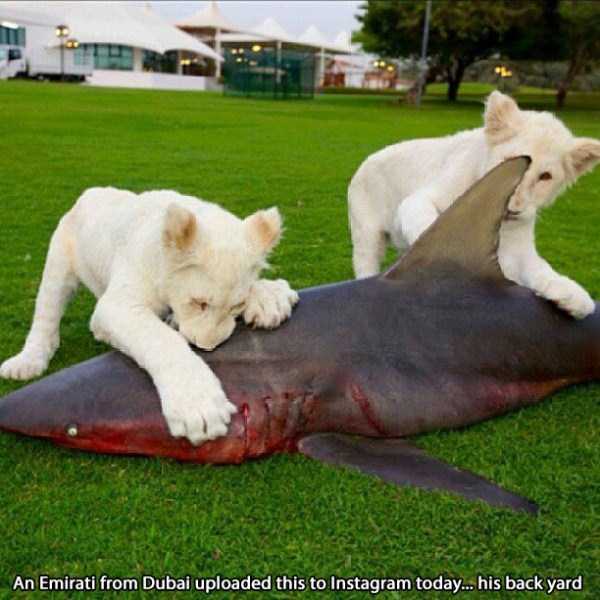 Totally Crazy Things Found in Dubai (35 photos)