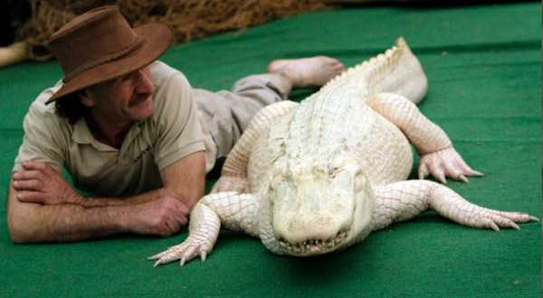 Magnificent Albino Animals (57 photos)