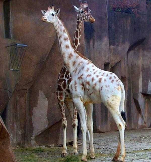 Magnificent Albino Animals (57 photos)