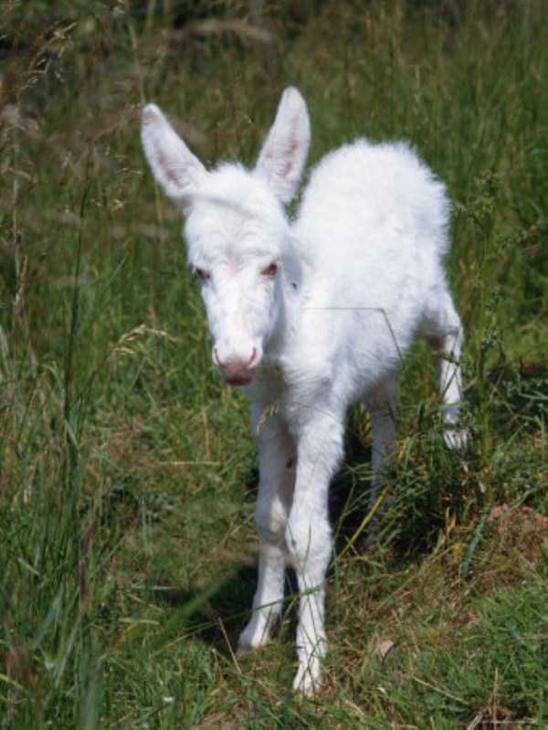 Magnificent Albino Animals (57 photos)