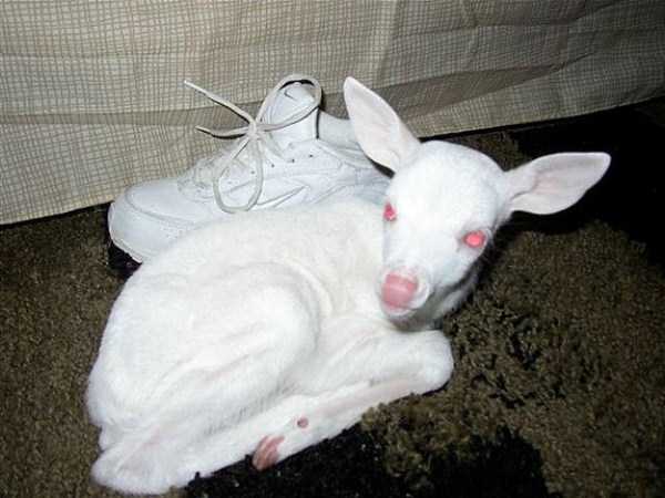 albino animals 9