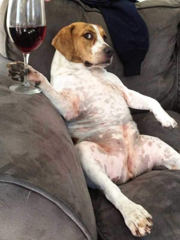Adorable Animals Behaving Like Humans (47 photos)