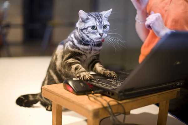 Adorable Animals Behaving Like Humans (47 photos)
