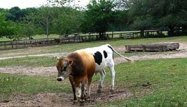 Misleading Photos That Will Make You Look Twice (57 photos)