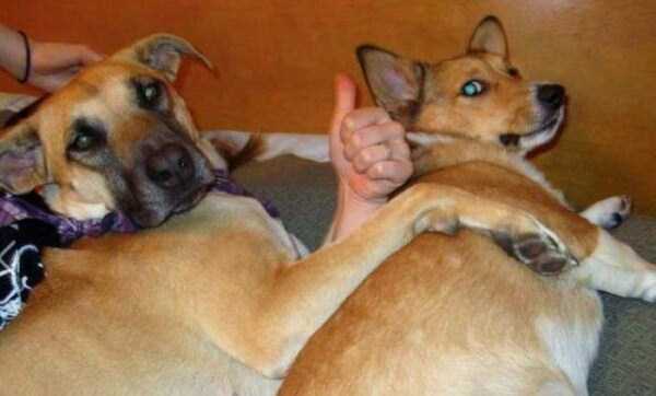 Misleading Photos That Will Make You Look Twice (57 photos)