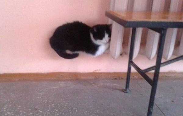 Misleading Photos That Will Make You Look Twice (57 photos)