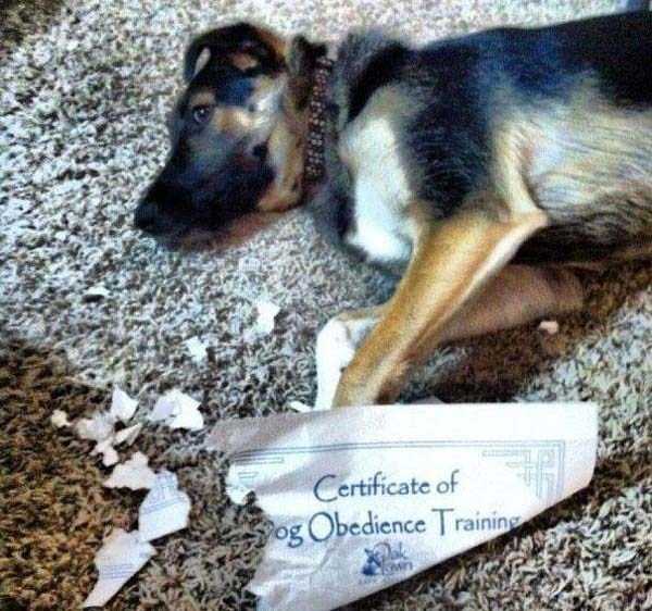 Funny Photos Full of Irony (35 photos)