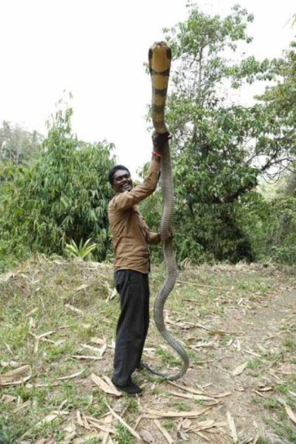 Insanely Brave Snake Expert From India (25 photos) | KLYKER.COM