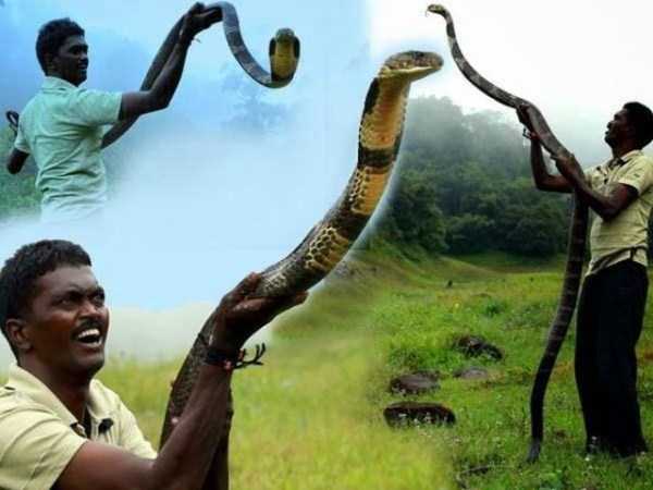 Insanely Brave Snake Expert From India (25 photos) | KLYKER.COM