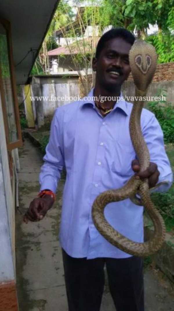 Insanely Brave Snake Expert From India (25 photos)