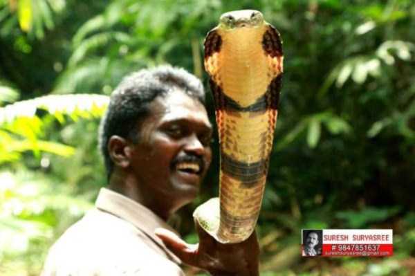 Insanely Brave Snake Expert From India (25 photos)