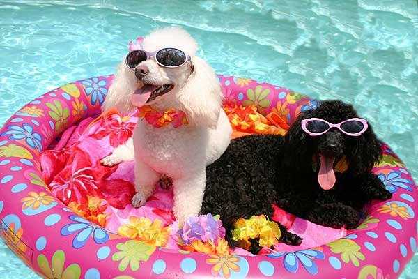 Dogs That Are Definitely Ready For Summer (40 photos)