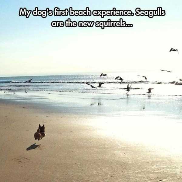 Dogs That Are Definitely Ready For Summer (40 photos)