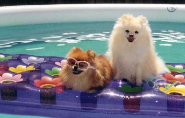 Dogs That Are Definitely Ready For Summer (40 photos)