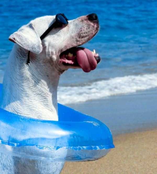 Dogs That Are Definitely Ready For Summer (40 photos)