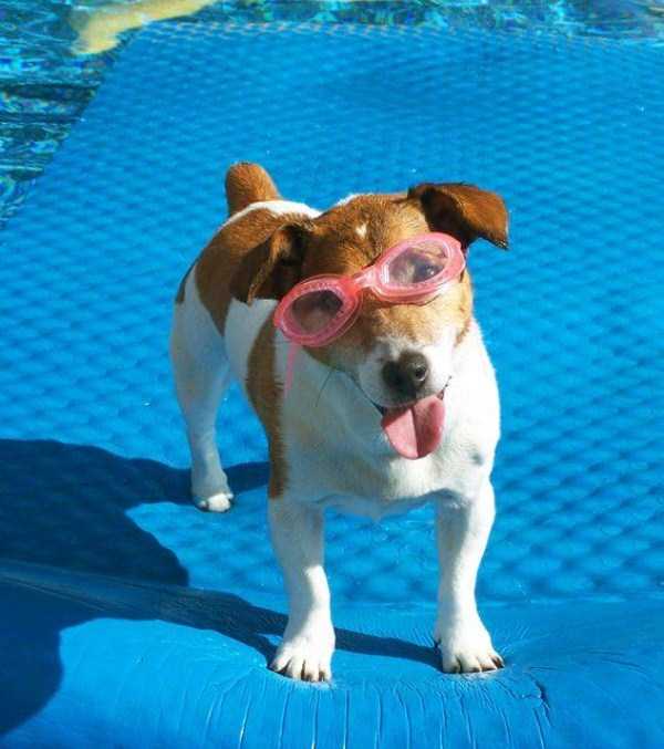 Dogs That Are Definitely Ready For Summer (40 photos)