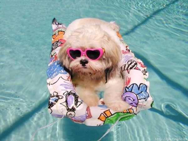 Dogs That Are Definitely Ready For Summer (40 photos)