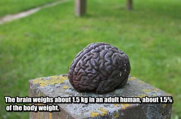 25 Things You Probably Didnt Know About The Human Brain (25 photos)