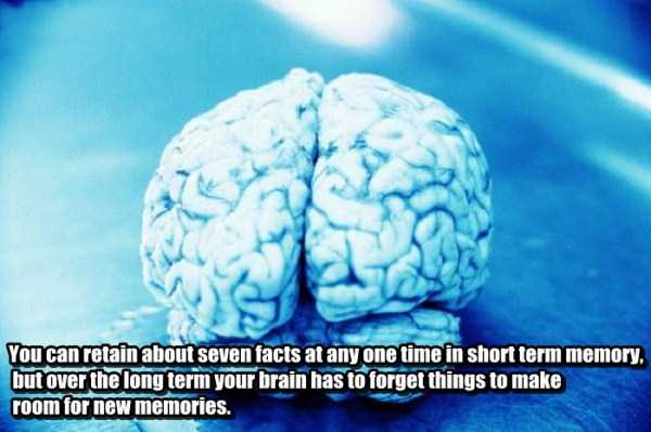 human brain13