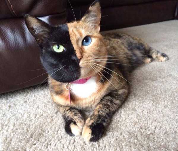 One of a Kind Two Faced Cat (21 photos)