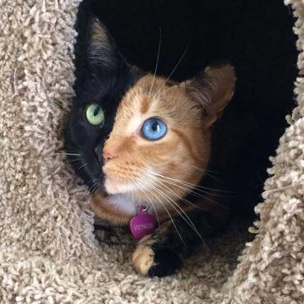 One of a Kind Two Faced Cat (21 photos)