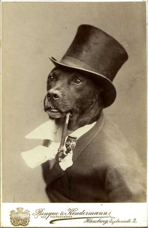 Seriously Bizarre Vintage Animal Photos (41 photos)