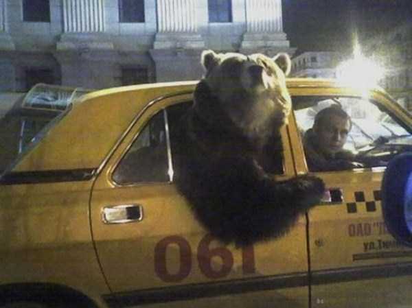 Bears are Just an Ordinary Pets in Russia (37 photos)