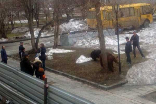 Bears are Just an Ordinary Pets in Russia (37 photos)