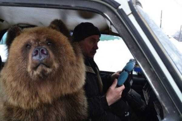 Bears are Just an Ordinary Pets in Russia (37 photos)