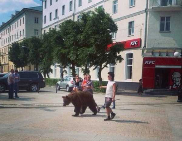 Bears are Just an Ordinary Pets in Russia (37 photos)