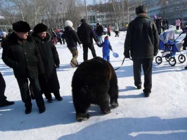 Bears are Just an Ordinary Pets in Russia (37 photos)