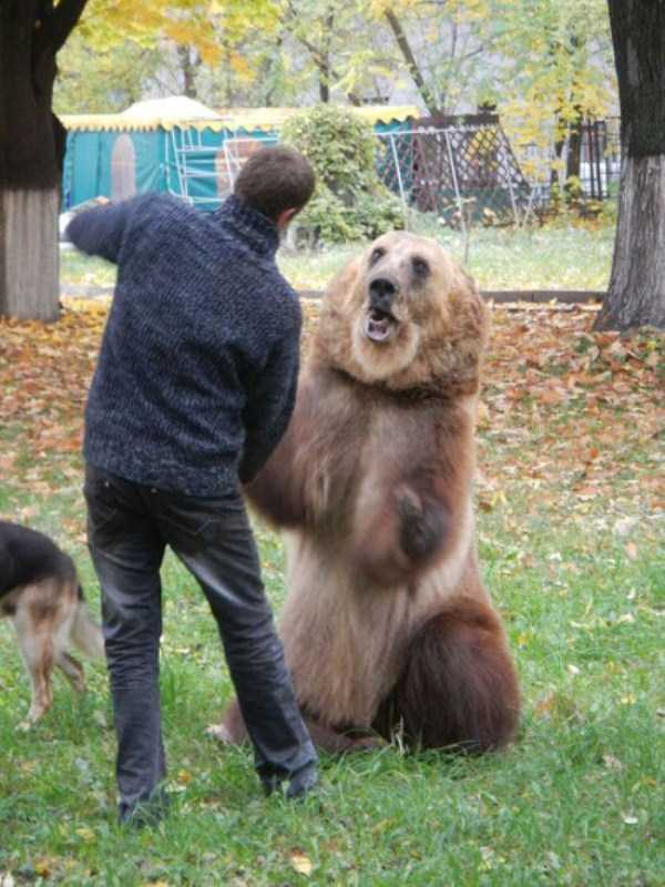 Bears are Just an Ordinary Pets in Russia (37 photos)