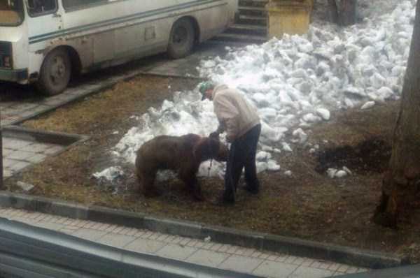Bears are Just an Ordinary Pets in Russia (37 photos)