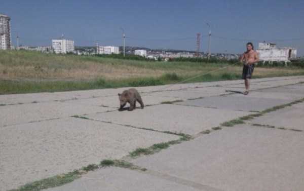 Bears are Just an Ordinary Pets in Russia (37 photos)