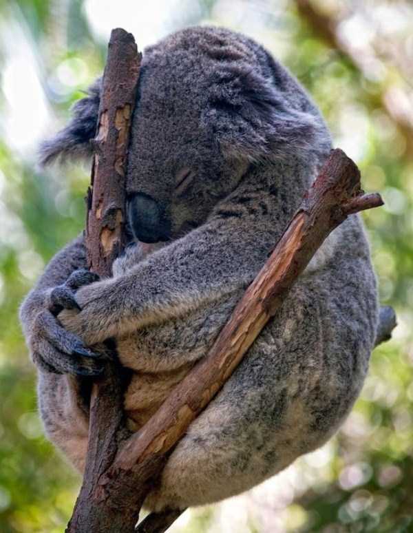 Exhausted But Still Adorable Animals (48 photos)